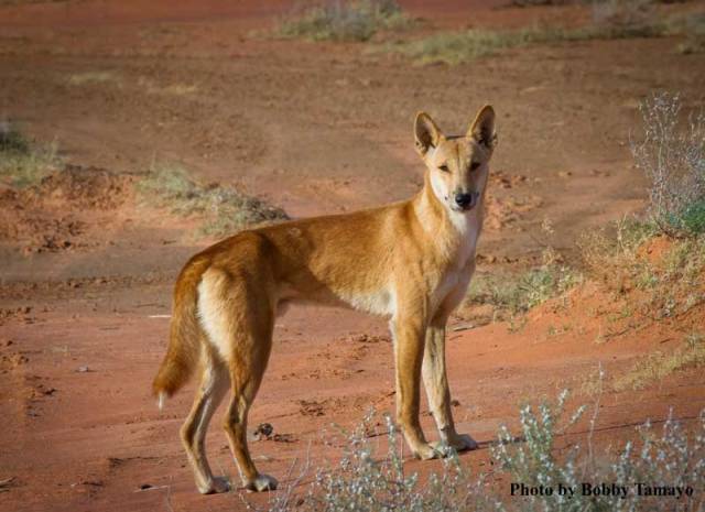 The dingo is one of Australia's top-predators. Photo by Bobby Tamayo.