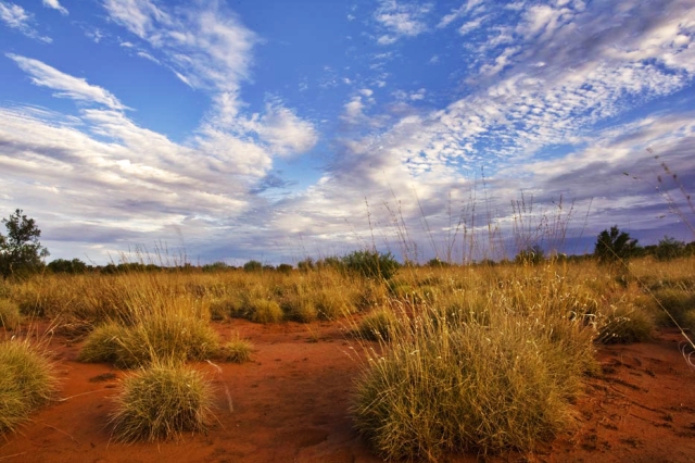 Spinifex (Triodia basedowii) in the Simpson Desert, Qld. Photo by Aaron Greenville.