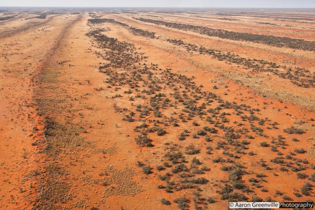 Georgina gidgee woodlands snake through the swales in the Simpson Desert. Photo by Aaron Greenville.
