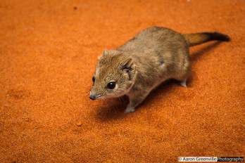 A mulgara from the Simpson Desert, Qld, Australia.